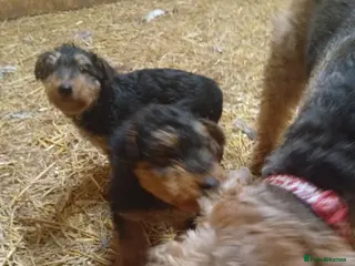 Airedale Terrier dogs Stunning Airedale puppies - Advert 1