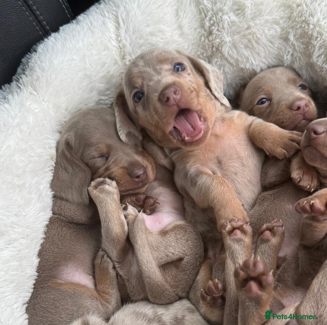 Miniature Dachshund dogs for sale: 🎄XMAS 🎄 MINIATURE DACHSHUNDS ISABELLA AND DAPPLE - Advert 4