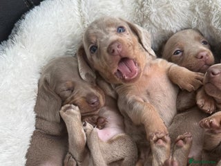 Miniature Dachshund dogs 🎄XMAS 🎄 MINIATURE DACHSHUNDS ISABELLA AND DAPPLE - Advert 5