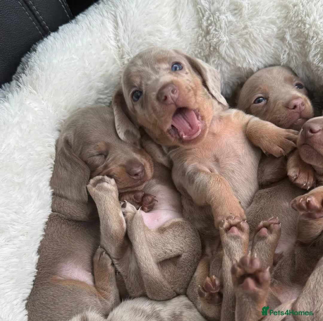 Miniature Dachshund dogs for sale: LAST BOY! MINIATURE ISABELLA DACHSHUND - Advert 4