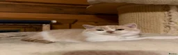 British Shorthair cats for sale: British Shorthair Kitten Boy  - Advert 3