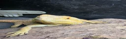 Bearded Dragon reptiles for sale: Bearded dragon  - Advert 2