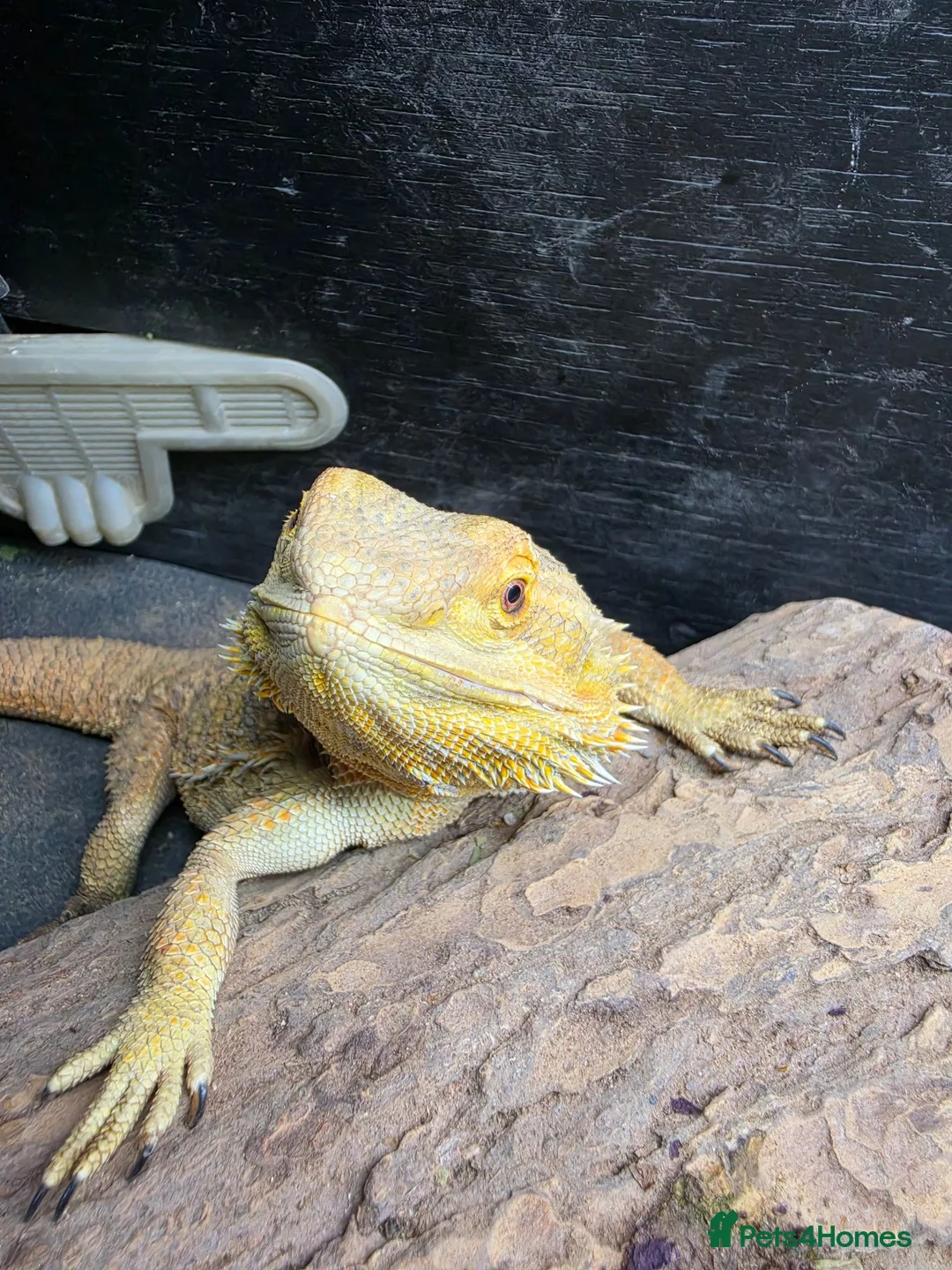 Bearded Dragon reptiles for sale: Bearded dragon  - Advert 2