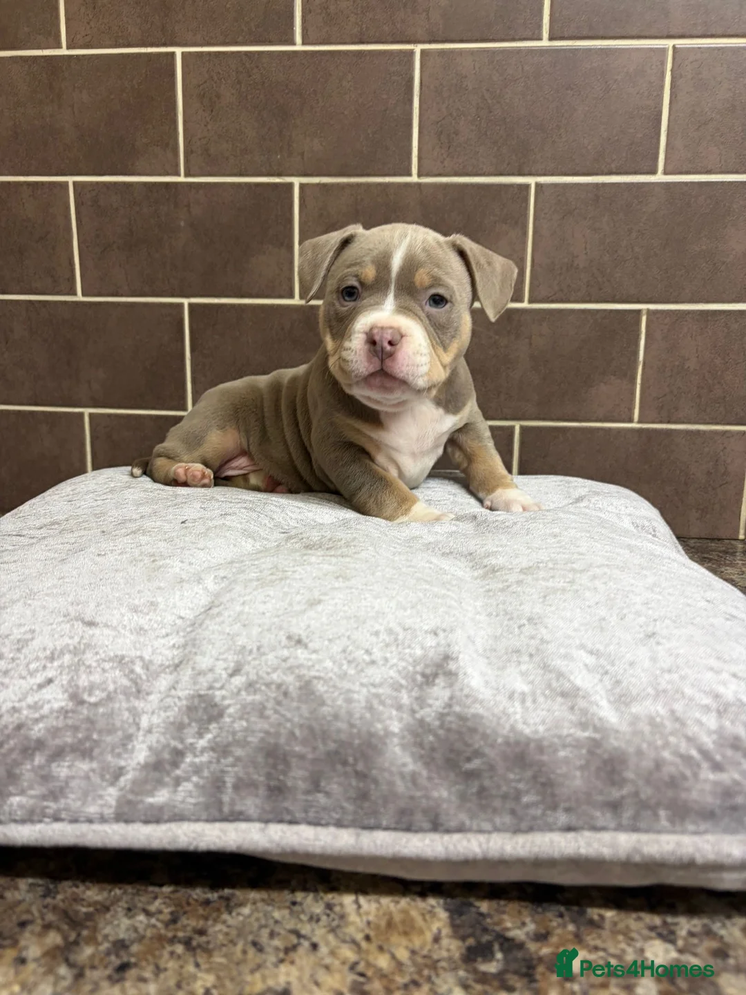 American Bully dogs for sale: POCKET BULLYS  in Orpington - Advert 1