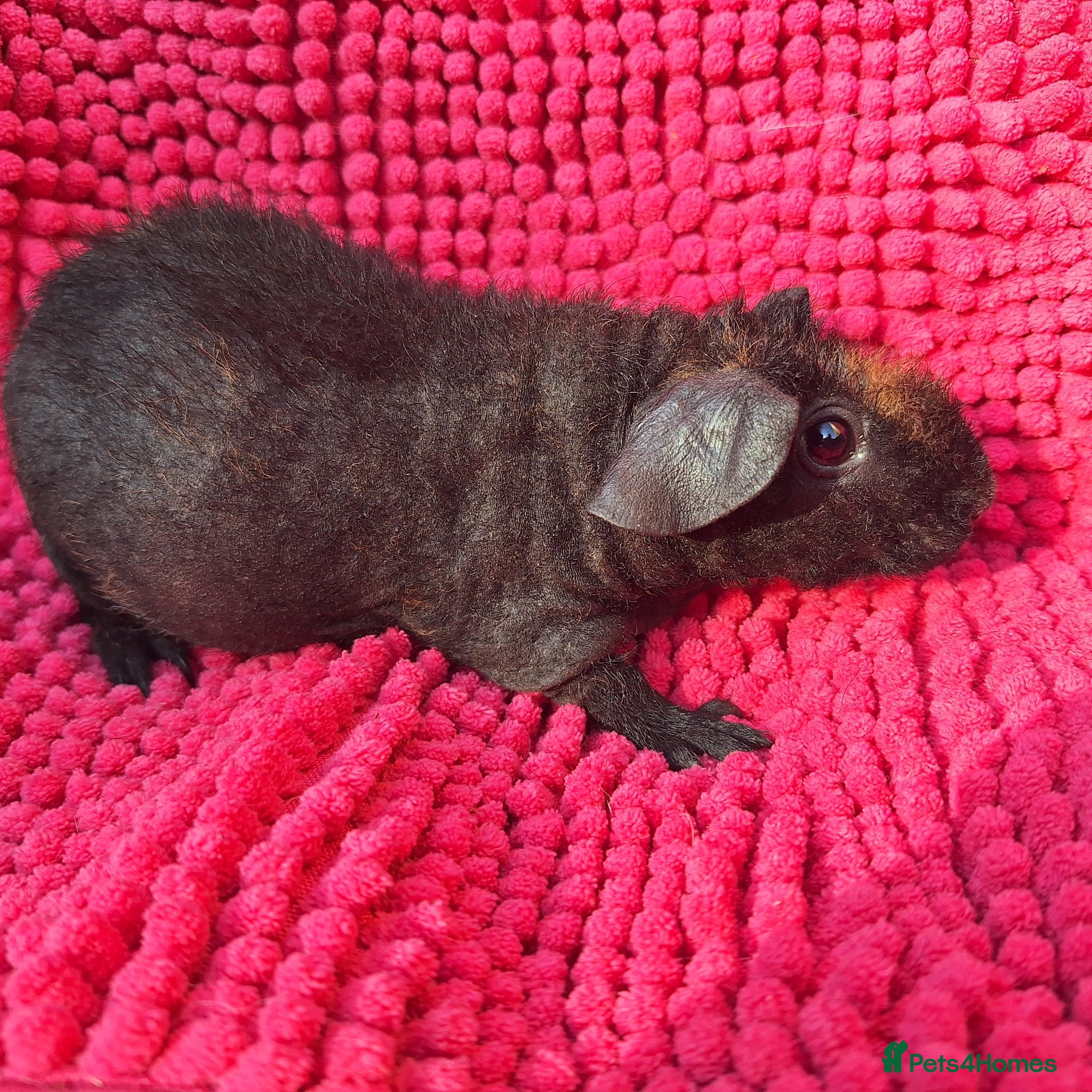 Guinea Pig rodents for sale: 2 gorgeous werewolf girls - Advert 3