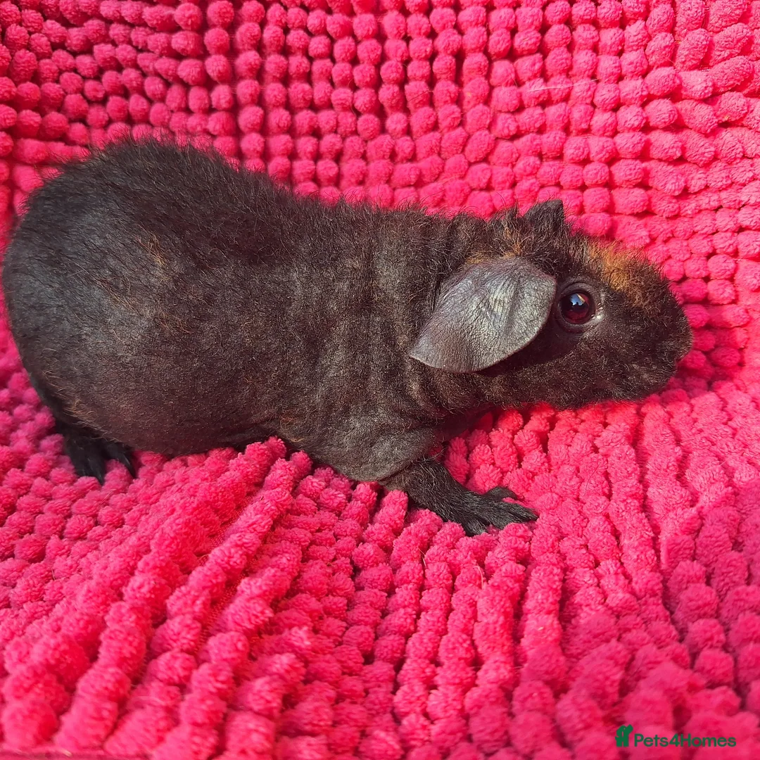 Guinea Pig rodents for sale:  gorgeous werewolf girl - Advert 3