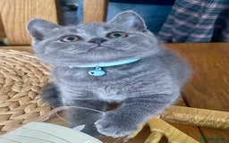 British Shorthair cats for sale: Gorgeous Blue and Lilac British shorthairs - Advert 8
