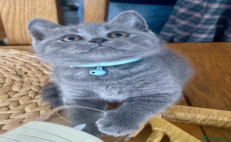 British Shorthair cats Gorgeous Blue and Lilac British shorthairs - Advert 2