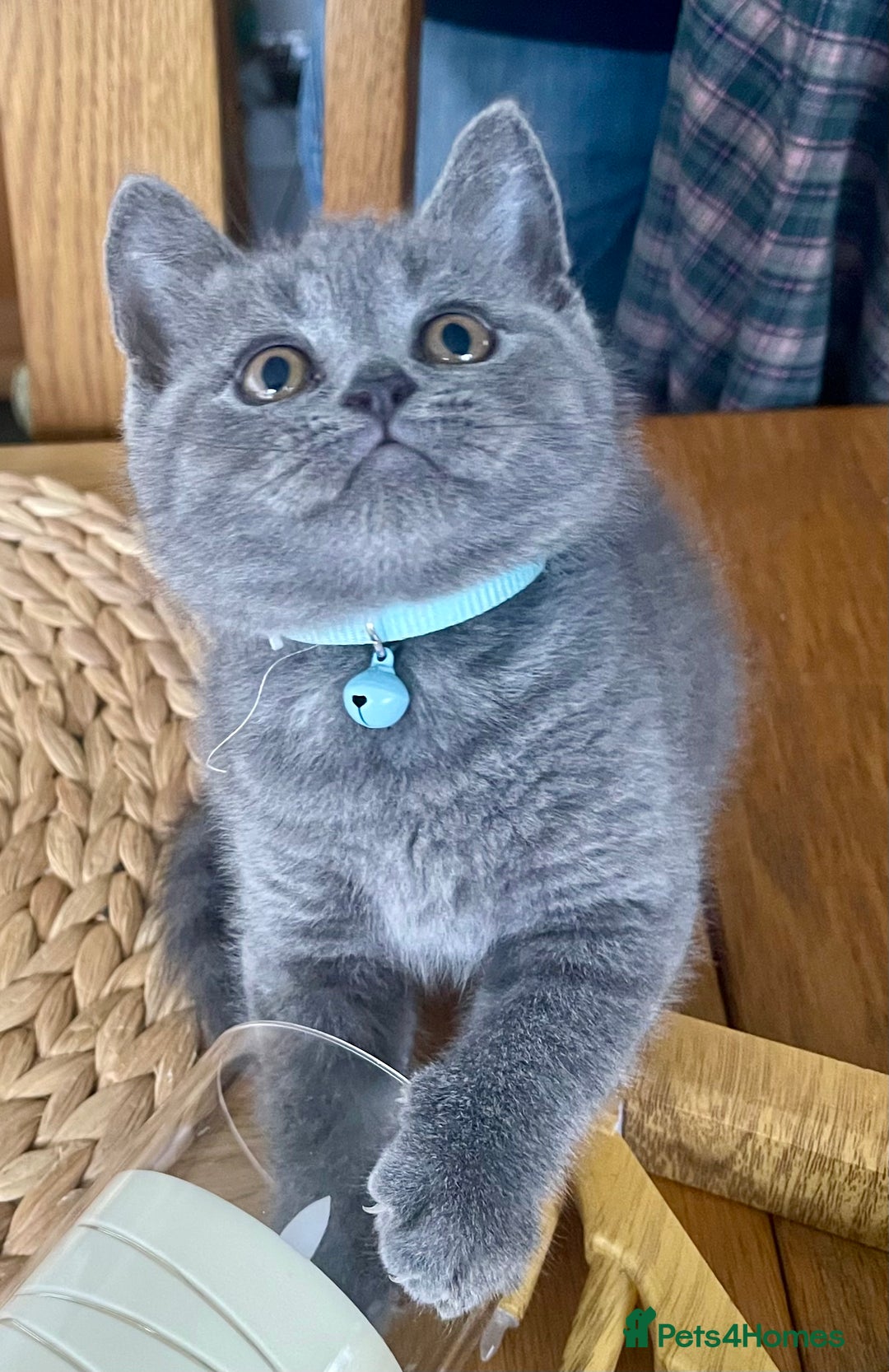 British Shorthair cats for sale: Gorgeous Blue and Lilac British shorthairs - Advert 8