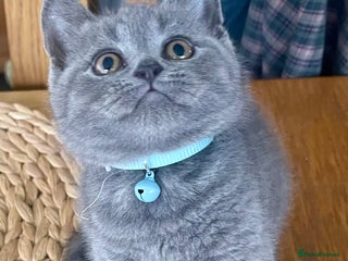 British Shorthair cats Gorgeous Blue and Lilac British shorthairs - Advert 1