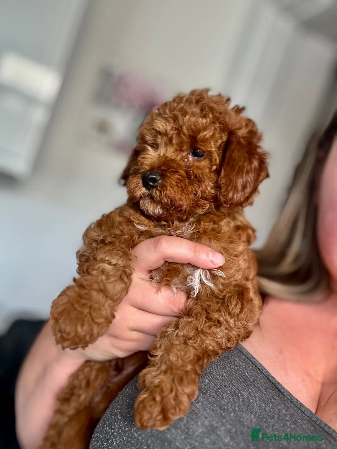 Toy Poodle dogs for sale: ✨ TOY POODLE READY TO LEAVE ❤️ - Advert 2