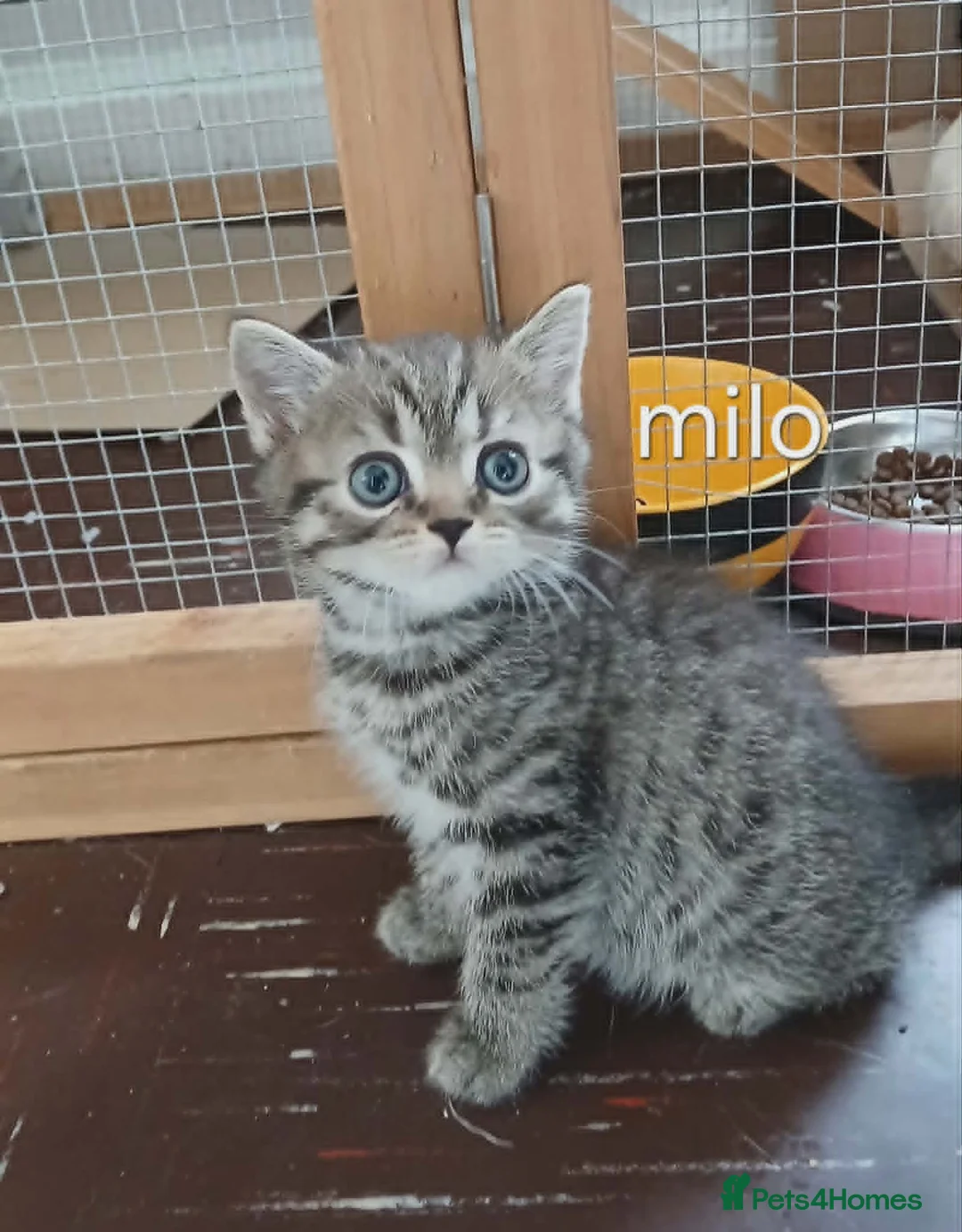 Mixed Breed cats for sale: Bsh X Scotish straight kitten- boy. - Advert 2