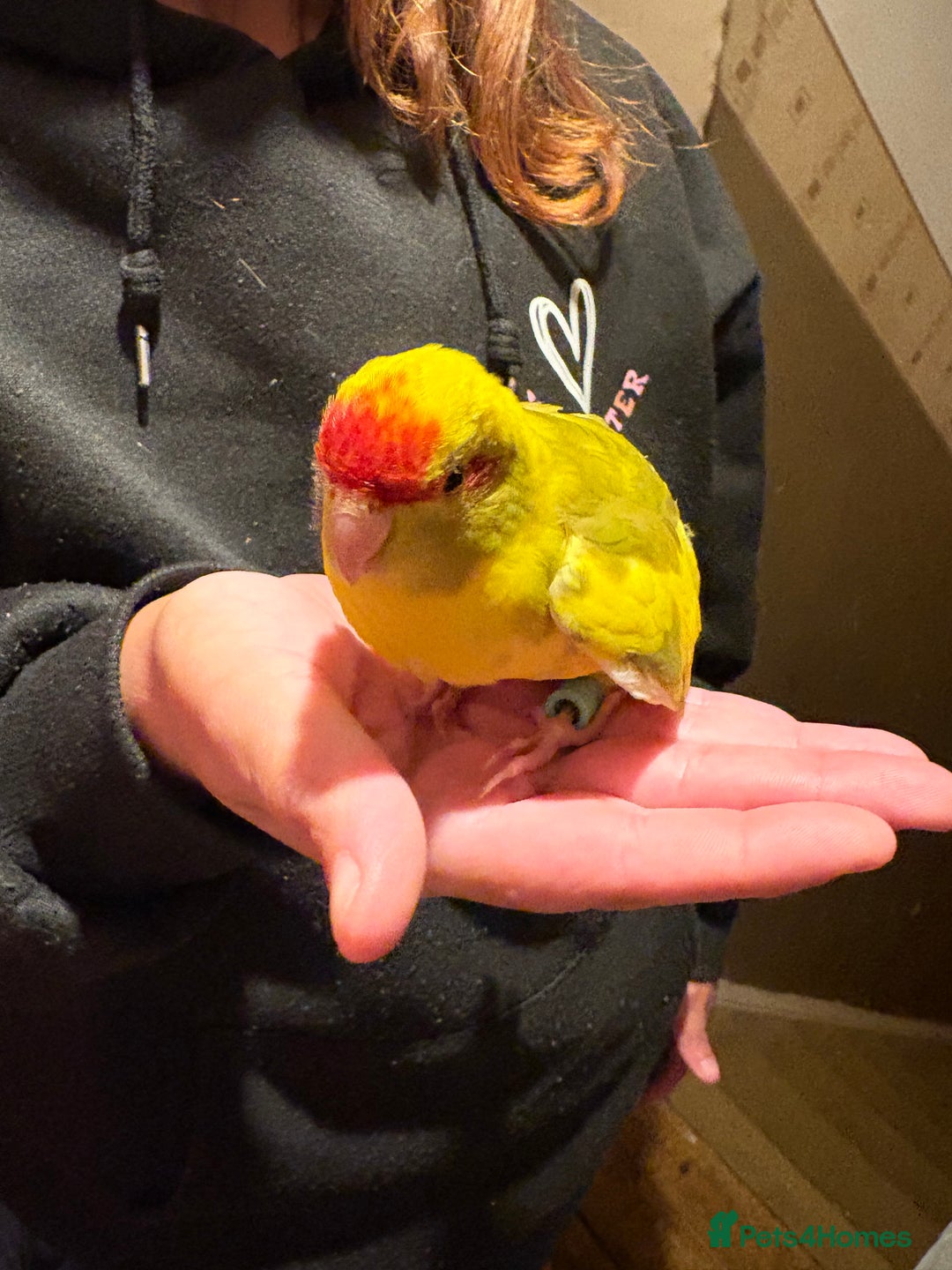 Parakeets birds for sale: Hand reared kakariki - Image 9