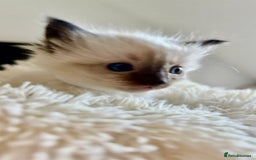 Ragdoll cats for sale: Beautiful ragdoll babies 🩷🩷🩵🩵 - Image 9