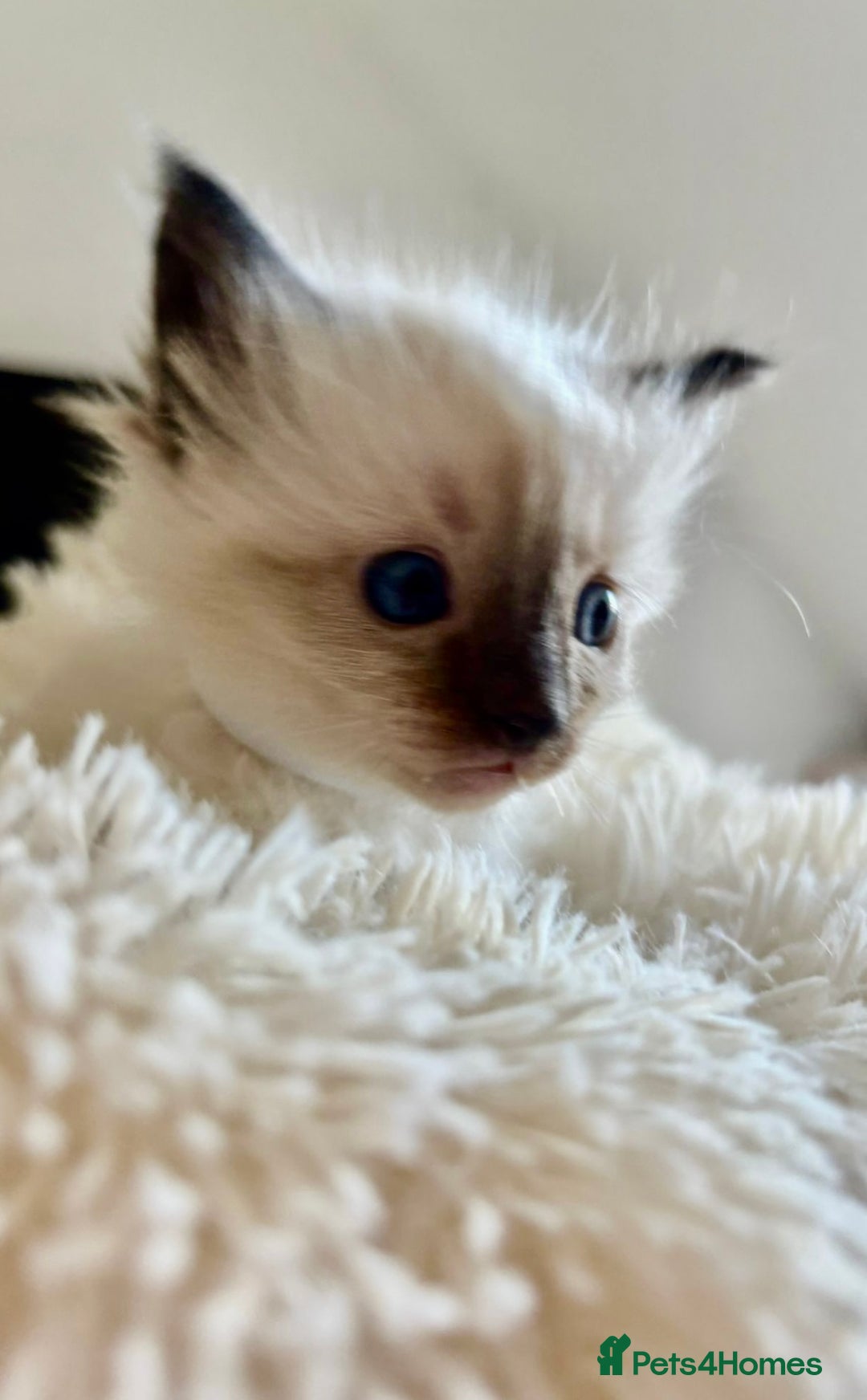Ragdoll cats for sale: Beautiful ragdoll babies 🩷🩷🩵🩵 - Image 9