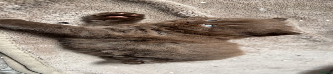 BSH 3