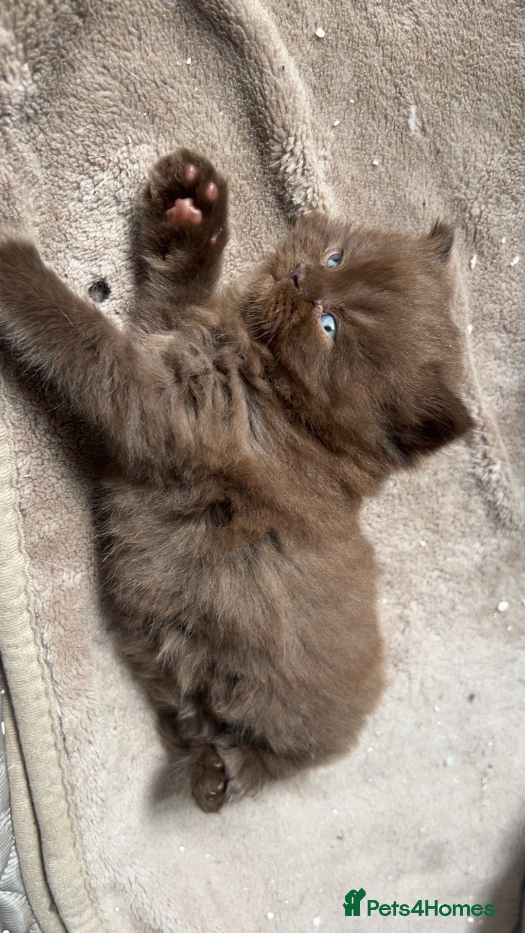 British Shorthair cats for sale: BSH Kittens - Image 4