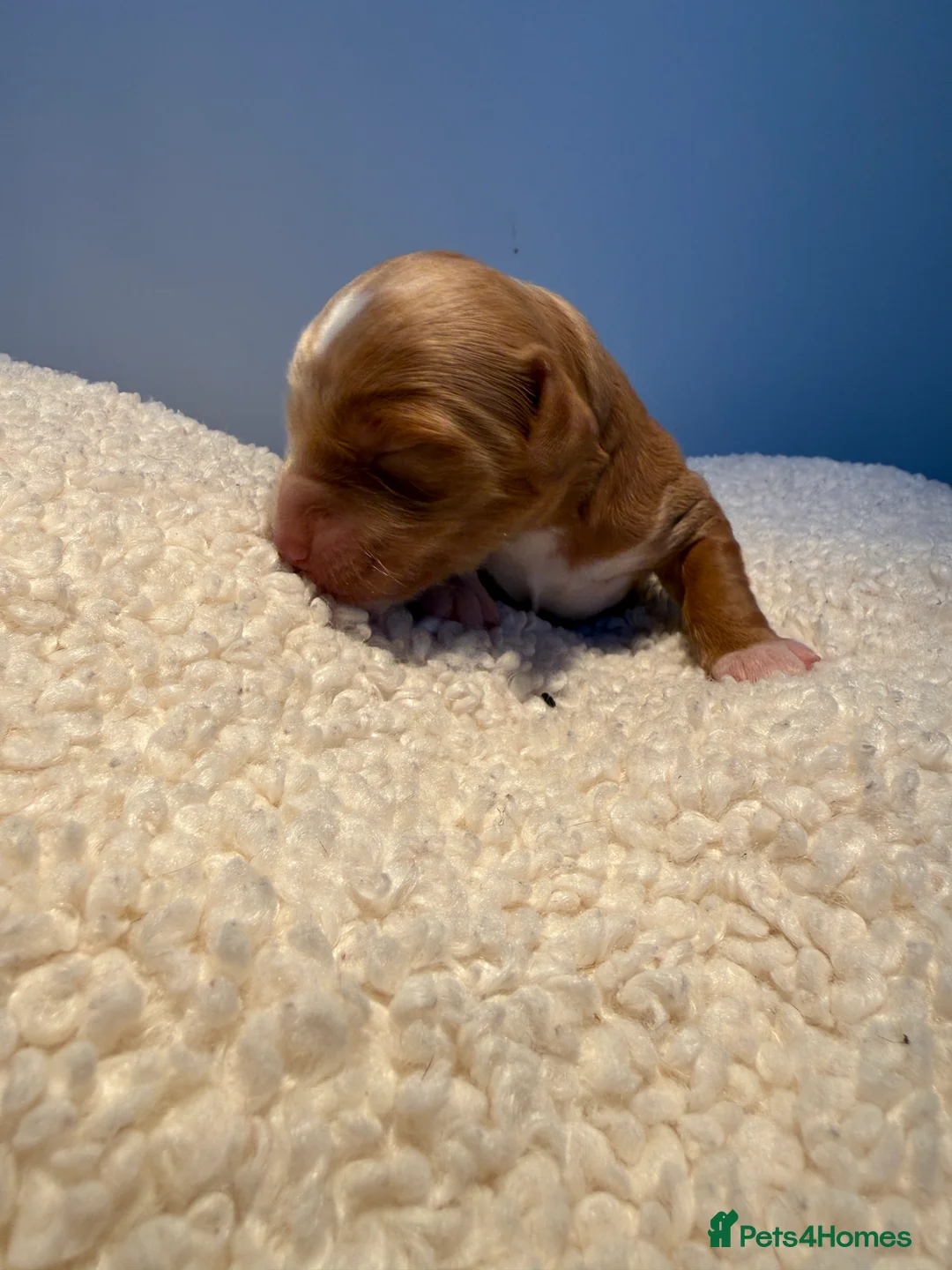 Labradoodle dogs for sale: 🧸Beautiful teddy bear F1 Labradoodles🧸  - Advert 4