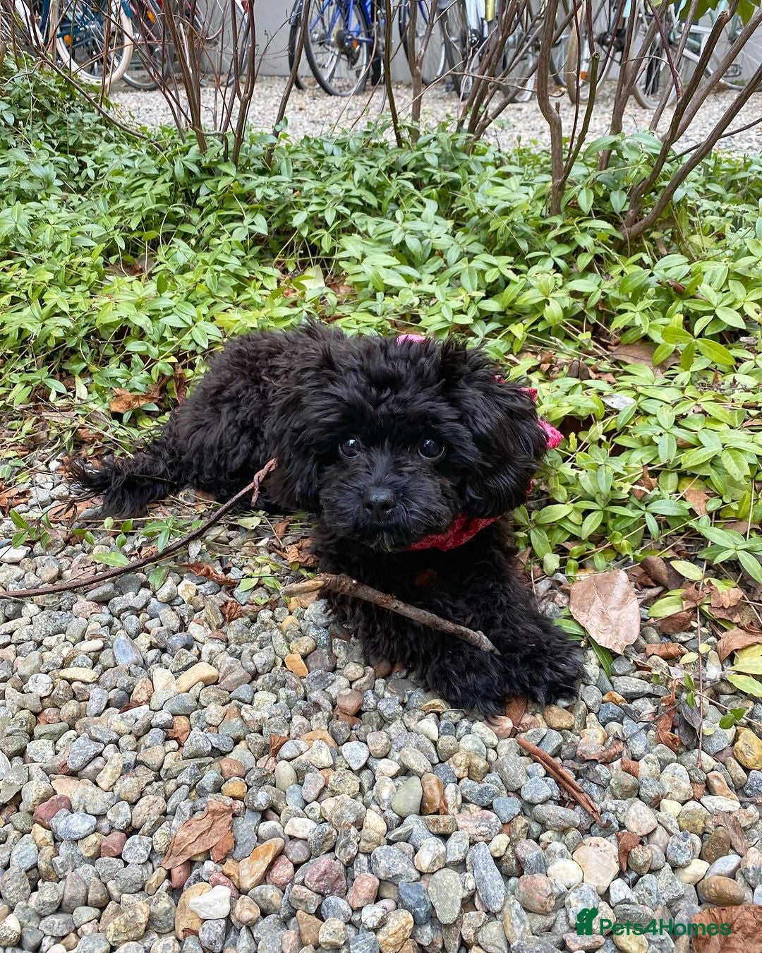 Cavapoo dogs for sale: Beautiful Cavapoo Puppy - Image 2