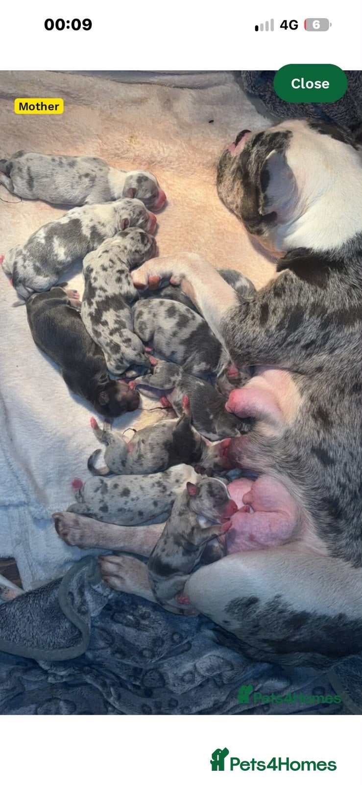 American Bully dogs Pocket bullys  - Advert 1