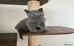 British Shorthair cats for sale: British short hair boy - Image 13