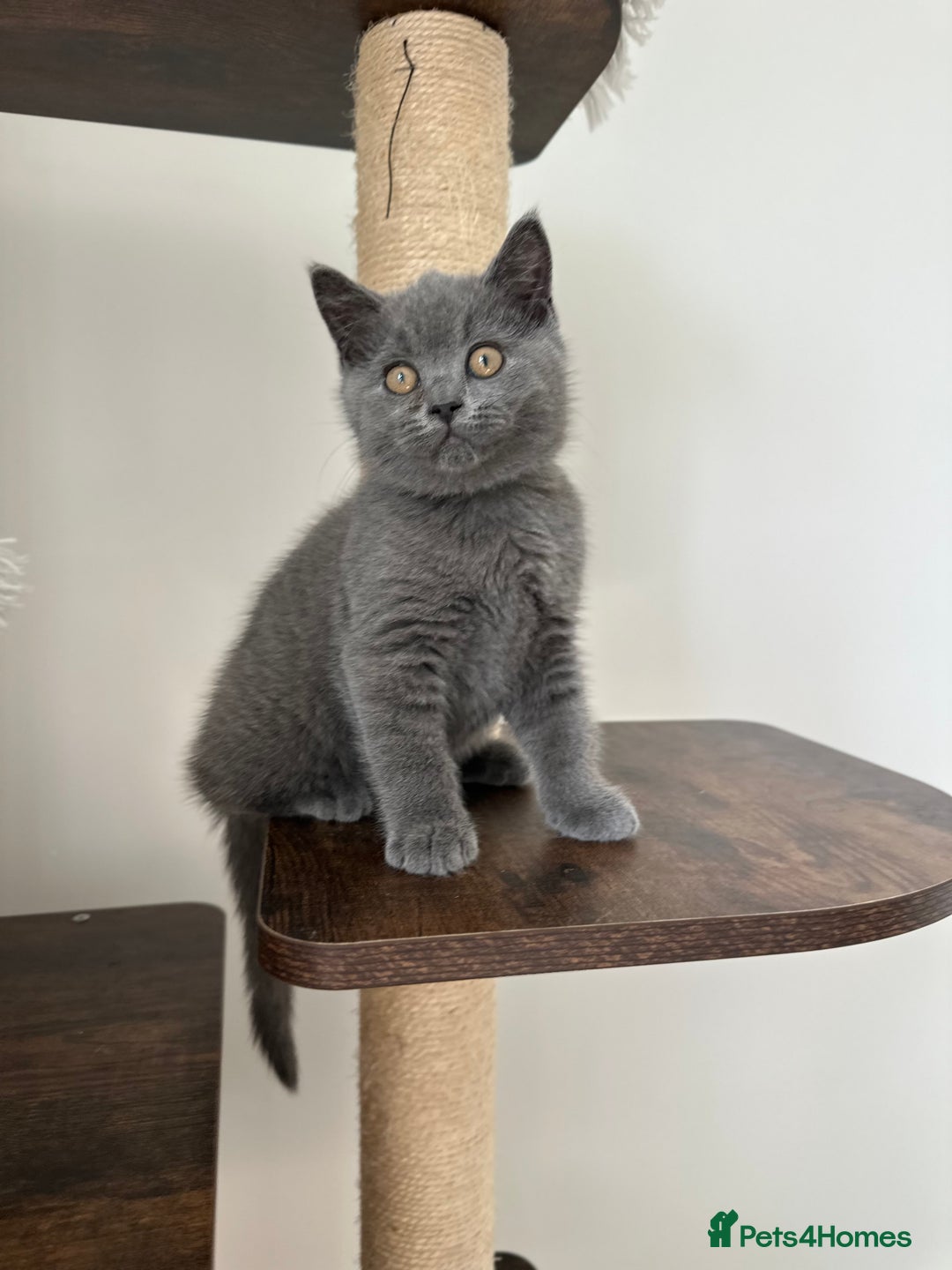British Shorthair cats for sale: British short hair boy - Image 13