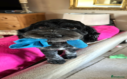 Cockapoo dogs for sale: F1B cockapoo litter - Image 6