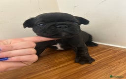 French Bulldog dogs for sale: Fluffy French bulldog puppies  - Image 9