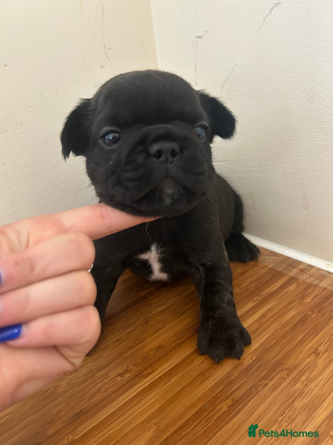 French Bulldog dogs for sale: Fluffy French bulldog puppies  - Image 9