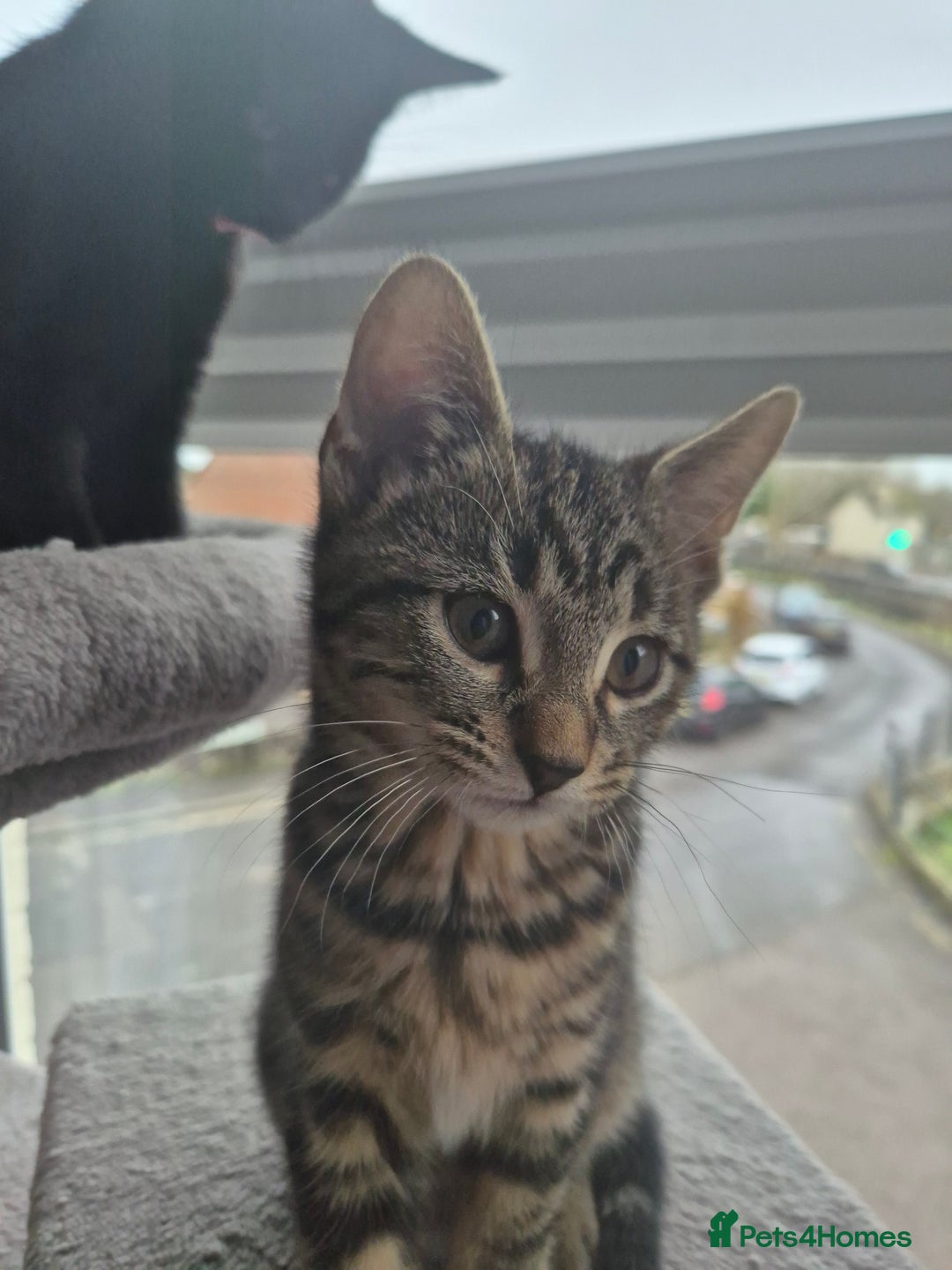Mixed Breed cats for sale: 5 lovely affectionate kitten looking for home - Advert 21