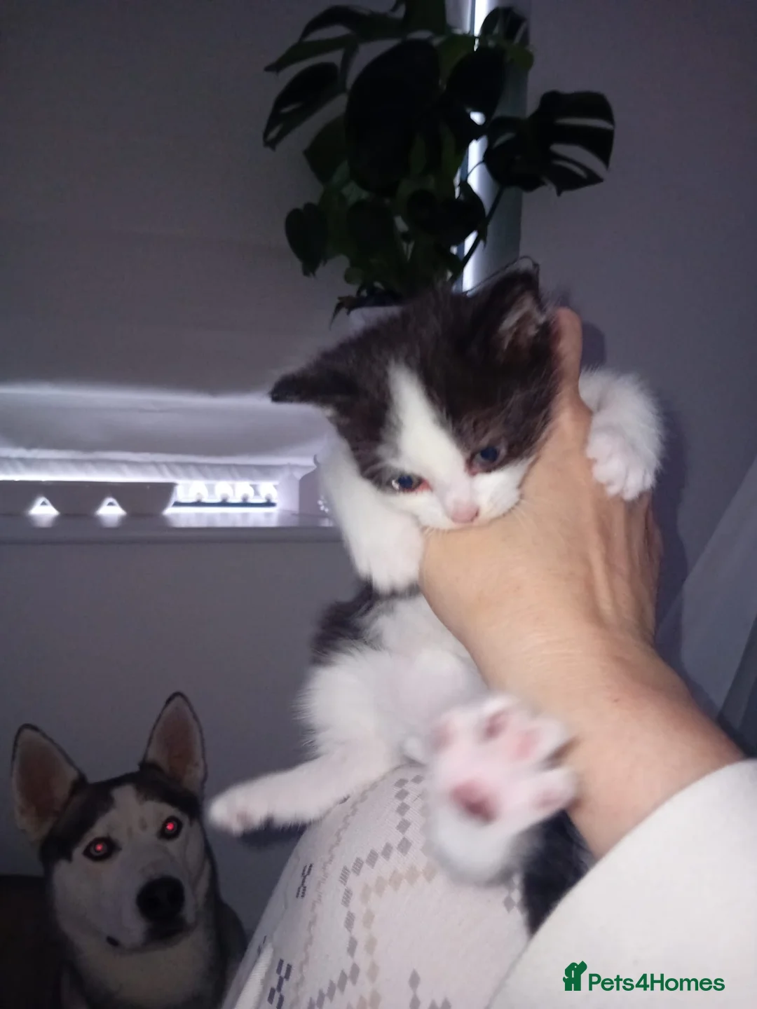 Mixed Breed cats for sale: 2 Female Cats For Sale - Advert 2