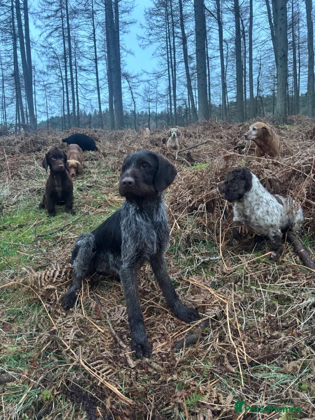 German Wirehaired Pointer dogs for stud: German Wirehaired Pointer at Stud - Advert 14