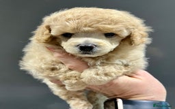 Toy Poodle dogs for sale: KC Toy Poodle Puppies - Image 7