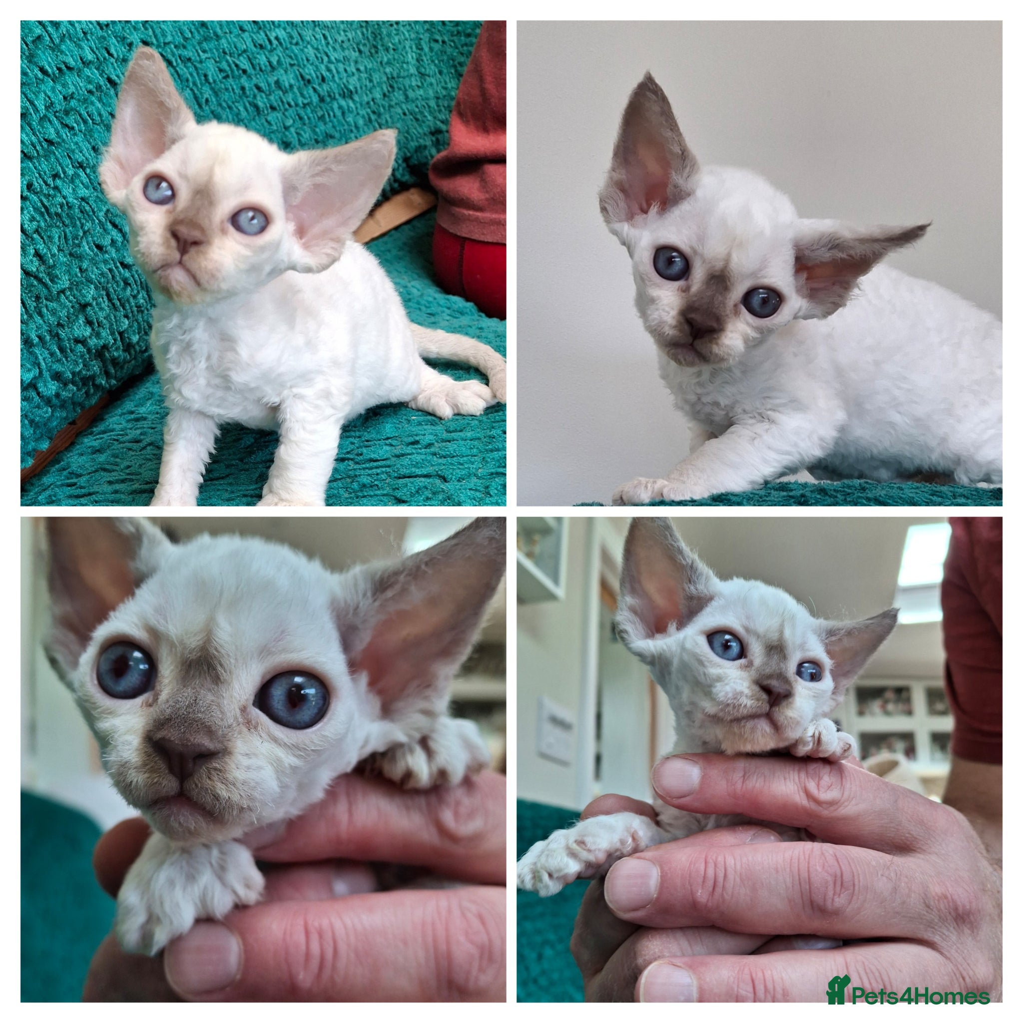 Devon Rex cats Devon Rex Kittens – FIFe Registered Pedigree - Advert 3