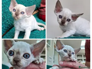 Devon Rex cats Devon Rex Kittens – FIFe Registered Pedigree - Advert 3