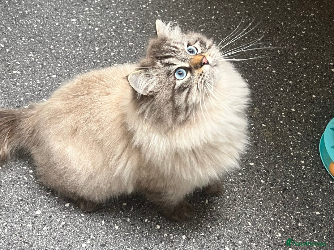 Siberian cats for sale: 🩷🩷GCCF Siberian Neva Masquerade Kittens🩷🩷 - Advert 16