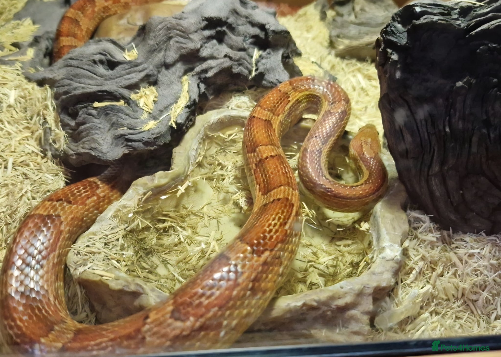 Corn Snake reptiles Corn Snake with 4ft Vivarium  - Advert 1
