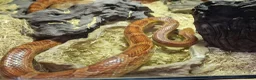 Corn Snake reptiles for sale: Corn Snake with 4ft Vivarium  in Weston-super-Mare - Advert 1
