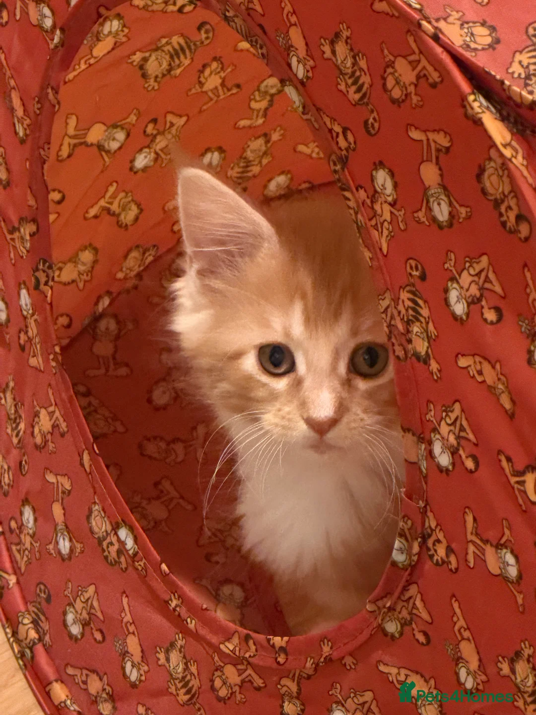 Maine Coon cats for sale: 5 Beautiful Mainecoon Kittens ❤️  - Advert 15