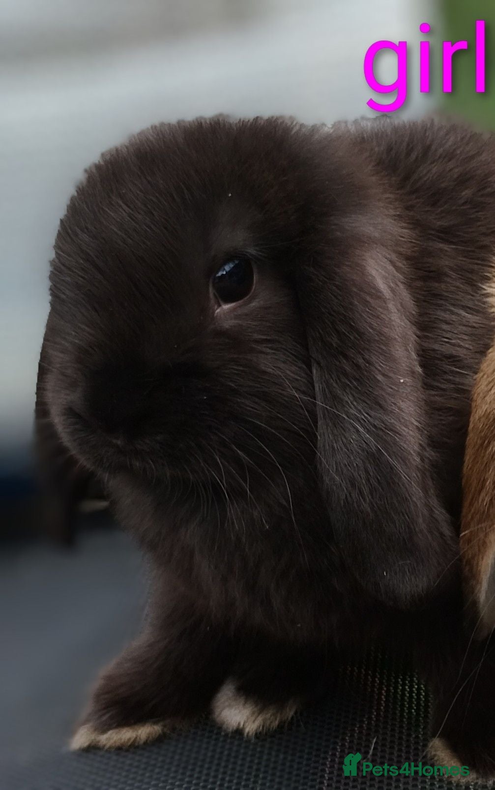 Mini Lop rabbits Last Pure mini lop Bunny ready to leave - Advert 1