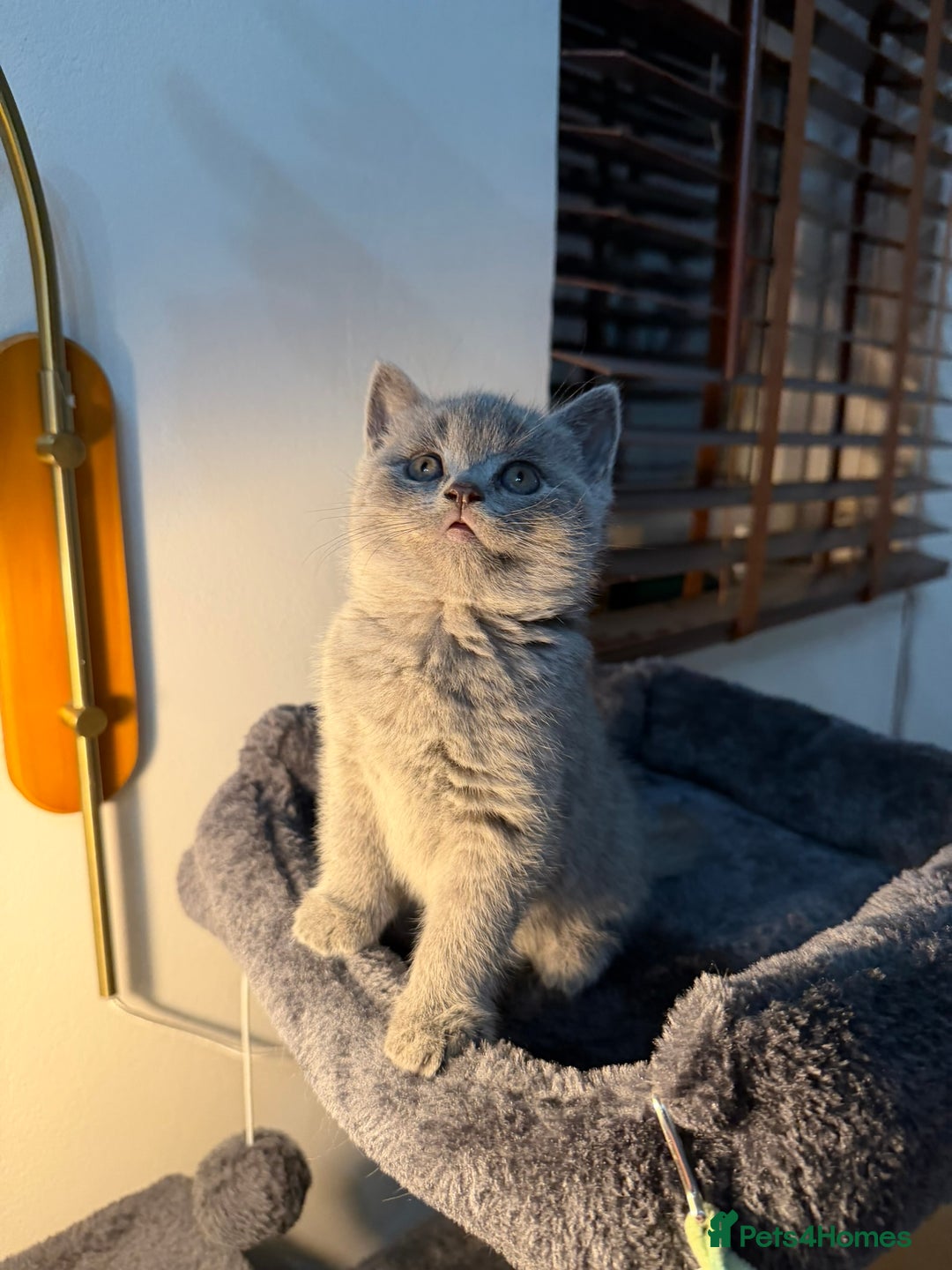 British Shorthair cats for sale: 🐾 British Shorthair × Scottish Straight Kittens - Advert 8