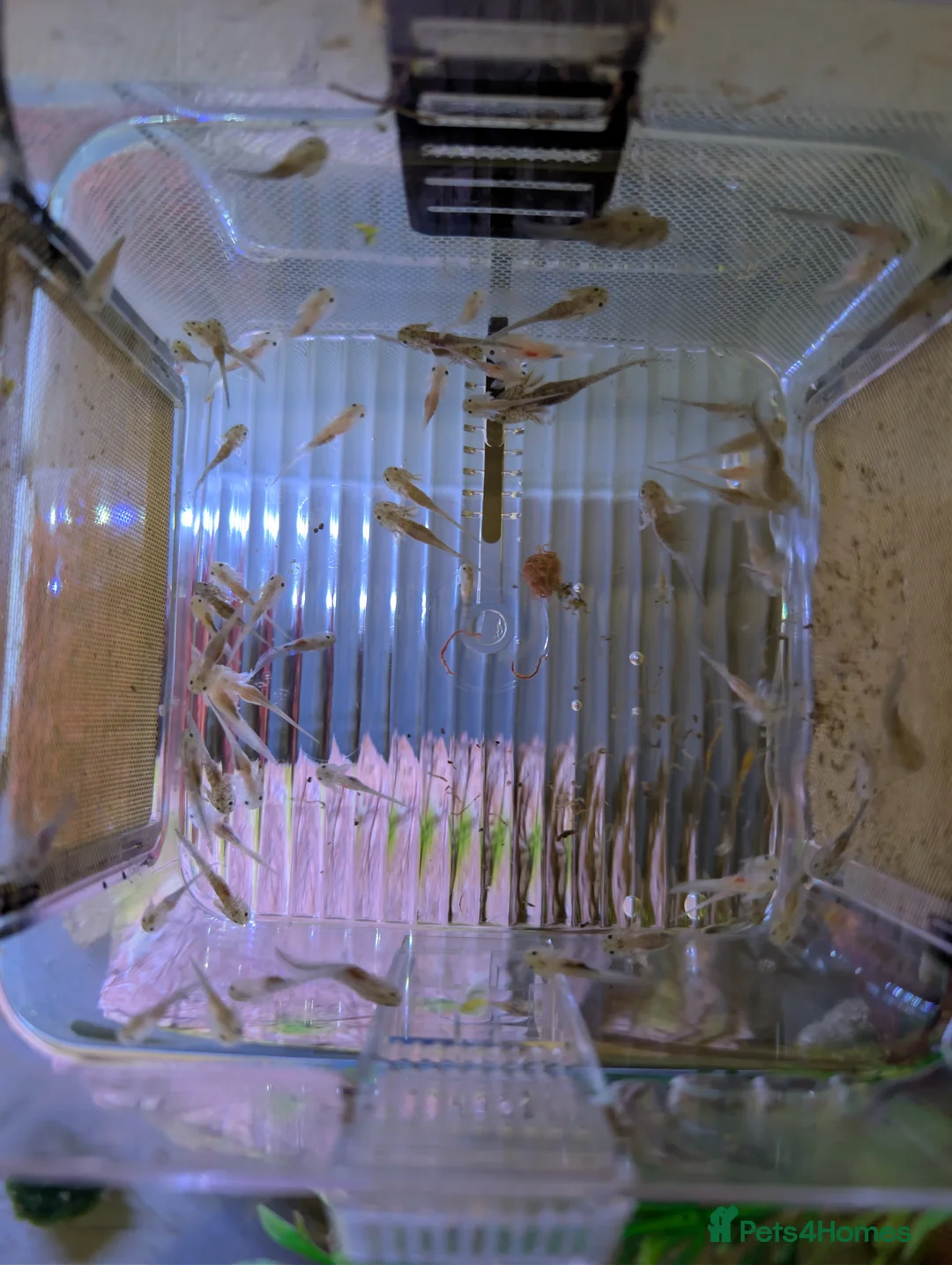 Axolotl reptiles for sale: Juvenile Axolotls – Ready for New Homes in Brough - Advert 2