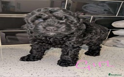 Cockapoo dogs for sale: Cockapoo puppys  - Image 5