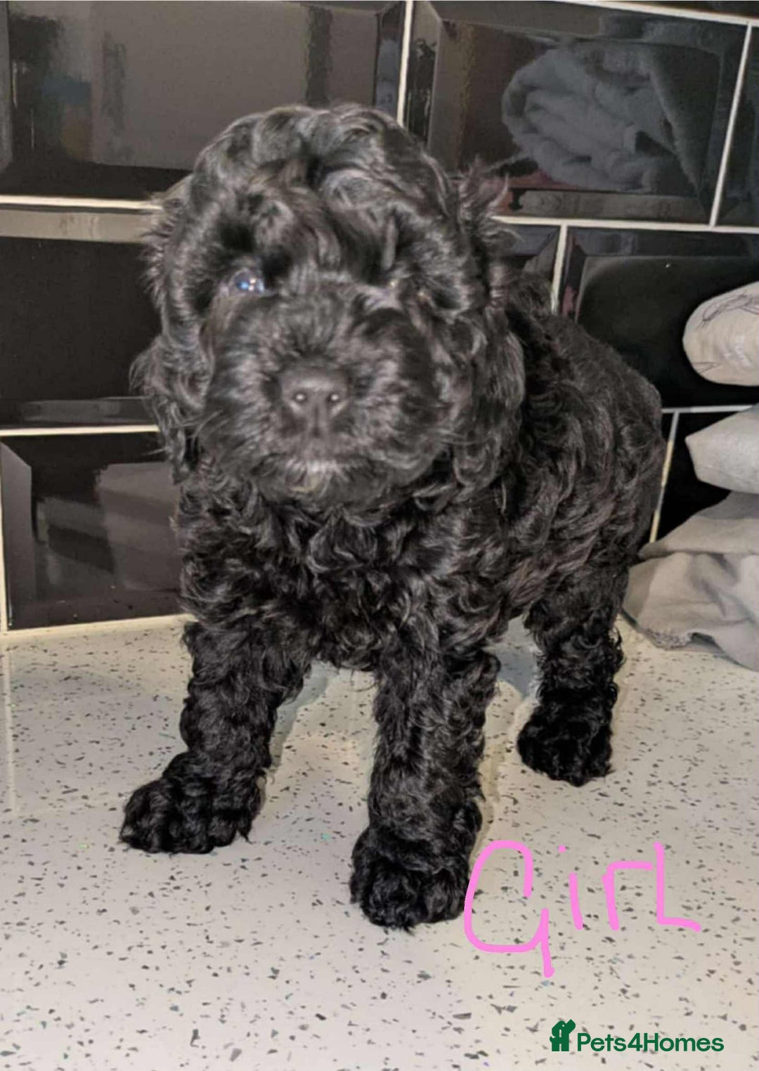 Cockapoo dogs for sale: Cockapoo puppys  - Image 5