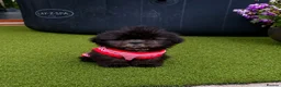 Shih Tzu dogs for sale: Beautiful Shih Tzu Puppies – 2 Boys, 4 Girls - Advert 7