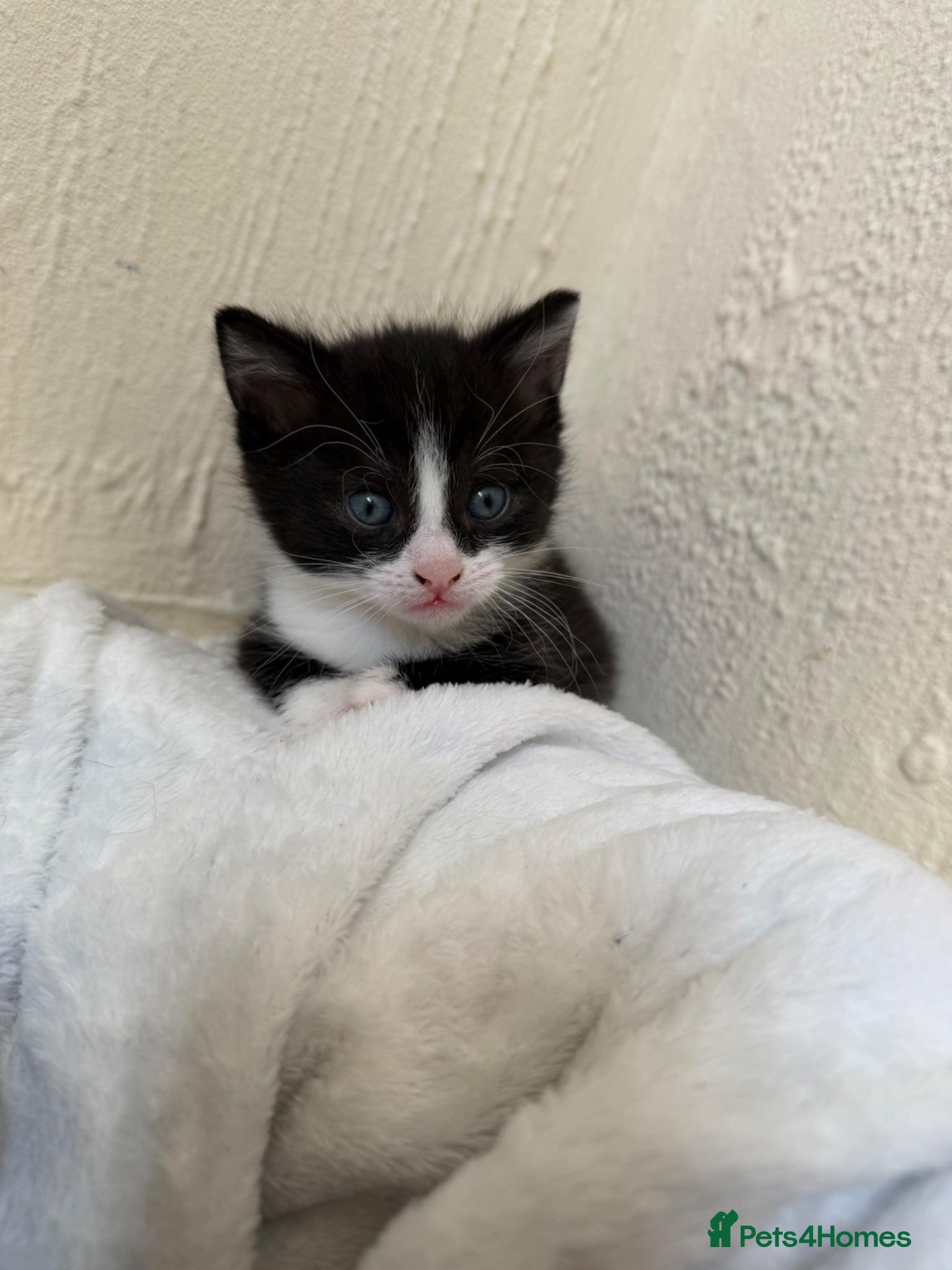 Domestic Shorthair cats Beautiful Kittens - Only 1 left!  - Advert 9