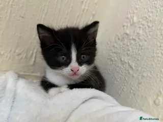 Domestic Shorthair cats Beautiful Kittens - Only 1 left! - Advert 9