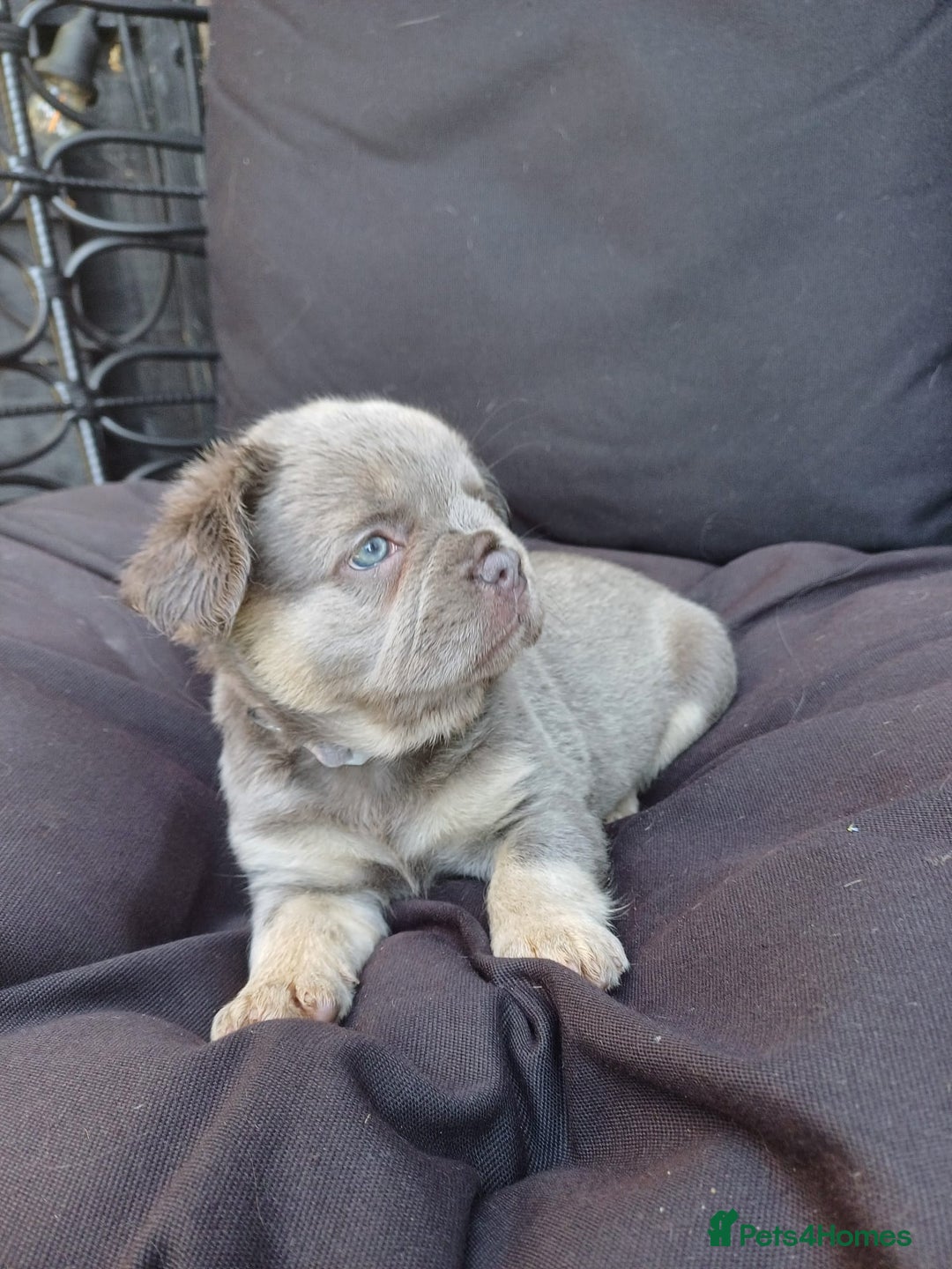 French Bulldog dogs for sale: Fluffy French bulldogs - Image 6