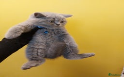 British Shorthair cats for sale: OUTSTANDING🏆PEDIGREE🎖CH SIRED in Dudley - Image 27