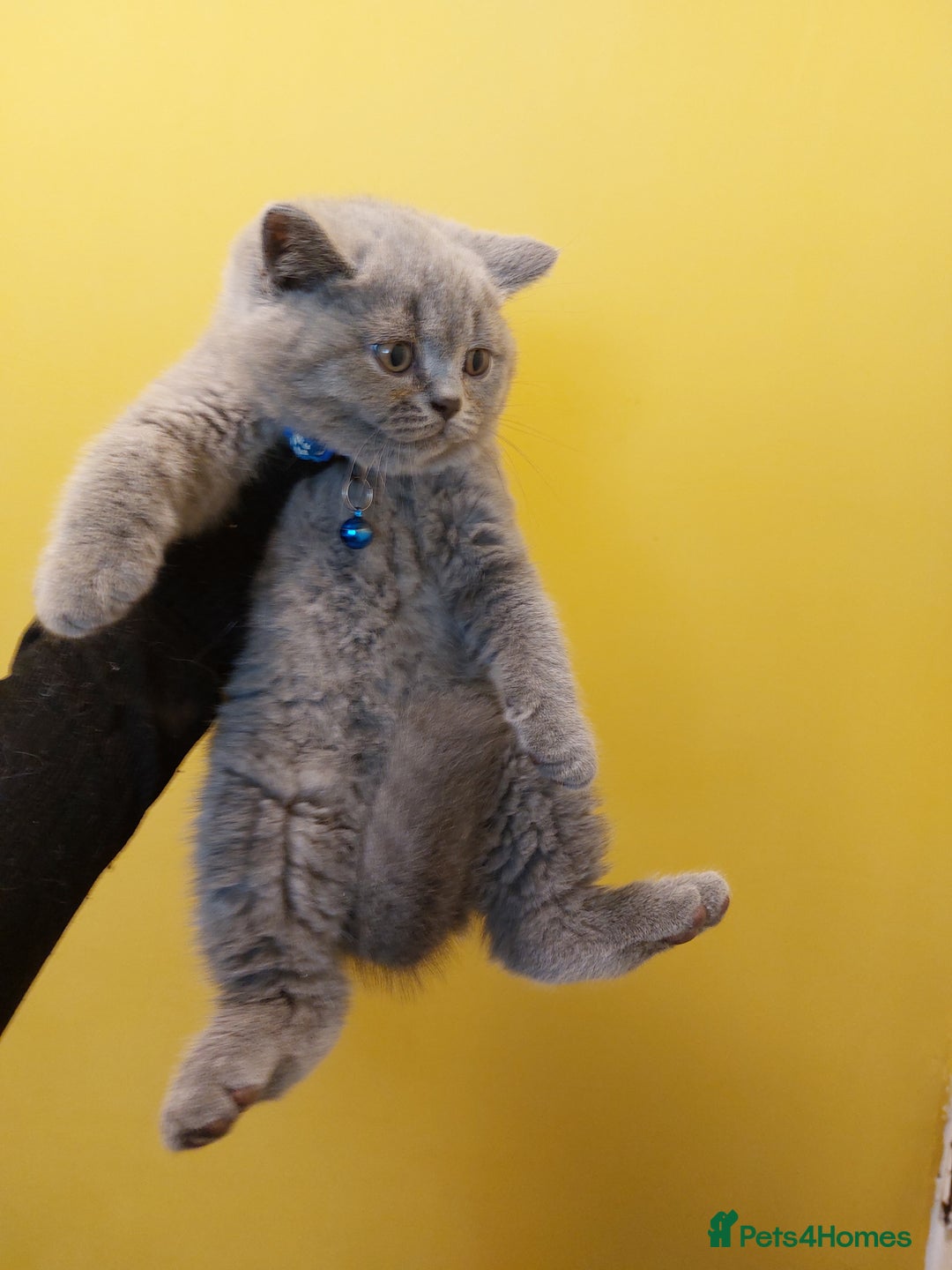 British Shorthair cats for sale: OUTSTANDING🏆PEDIGREE🎖CH SIRED in Dudley - Image 27